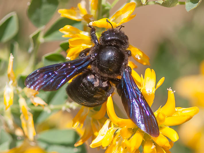 Xylocopa violacea.jpg